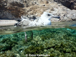 bird over/under sony compact camera with fish eye lens by Makis Markoulias 